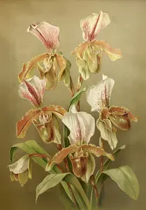 Plakat - Vintage - Rosenbusk - 70 x 100 cm - www.frokenfraken.se