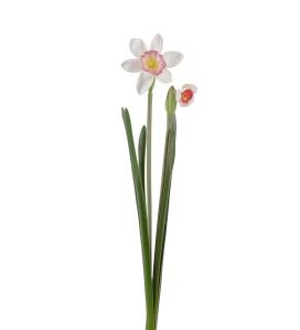 Narciss - Påskelilje - Rosa - 50 cm - www.frokenfraken.se