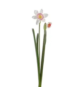 Narciss - Påskelilje - Rosa - 50 cm - www.frokenfraken.se