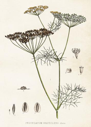 Plakat - Dill - 50 x 70 cm - www.frokenfraken.se