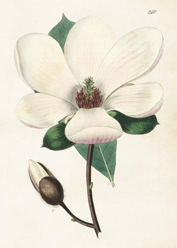 Plakat - Magnolia - 50 x 70 cm - www.frokenfraken.se