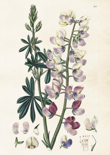 Plakat - Lupin - 50 x 70 cm - www.frokenfraken.se