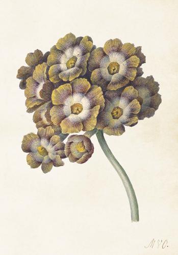 Plakat - Primula - 35 x 50 cm - www.frokenfraken.se