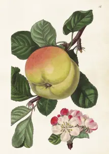 Plakat - Eple - 50 x 70 cm - www.frokenfraken.se