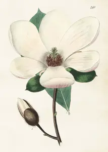 Plakat - Magnolia - 50 x 70 cm - www.frokenfraken.se