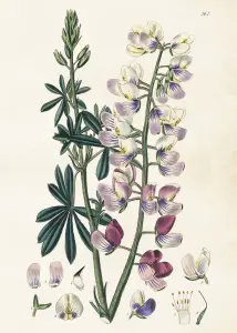 Plakat - Lupin - 50 x 70 cm - www.frokenfraken.se