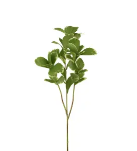 Pittosporum - Grønn - 60 cm - www.frokenfraken.se