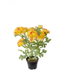 Ranuncel - Oransje - 30 cm - www.frokenfraken.se