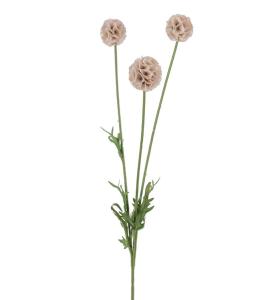 Scabiosa - Rosa - 60 cm - www.frokenfraken.se