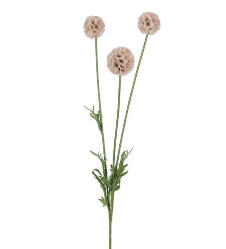 Scabiosa - Rosa - 60 cm - www.frokenfraken.se