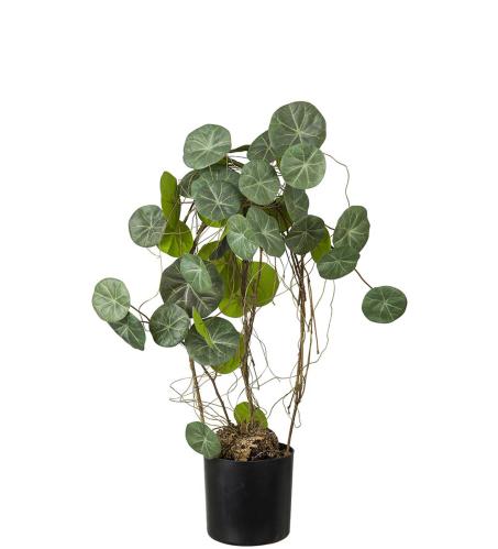 Stephania - Grön - 55 cm - www.frokenfraken.se