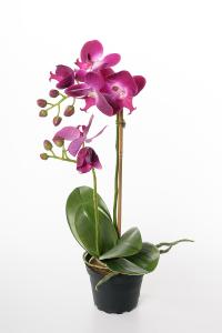 Phalaenopsis - Lilla - 39 cm - www.frokenfraken.se