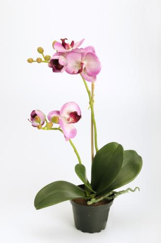 Phalaenopsis - Lilla - 45 cm - www.frokenfraken.se