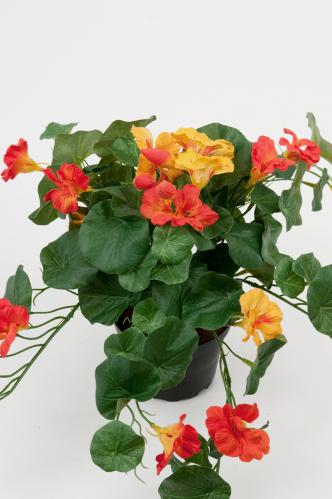 Krasse - Oransje - 25 cm - www.frokenfraken.se