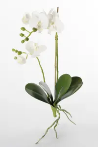 Phalaenopsis - Hvit - 45 cm - www.frokenfraken.se