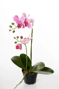 Phalaenopsis - Lilla - 45 cm - www.frokenfraken.se