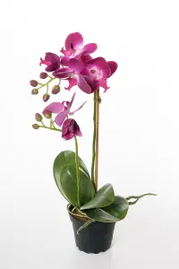 Phalaenopsis - Lilla - 39 cm - www.frokenfraken.se