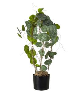 Stephania - Grønn - 70 cm - www.frokenfraken.se