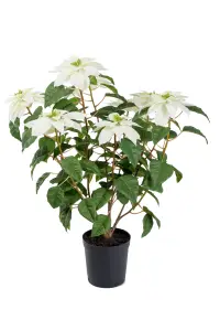 Julstjerne - Hvit - 70 cm - www.frokenfraken.se