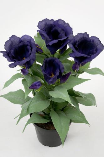 Prærie Klokkeblomst - Blå - 30 cm - www.frokenfraken.se