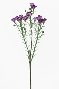 Voksblomst - Lilla - 40 cm - www.frokenfraken.se