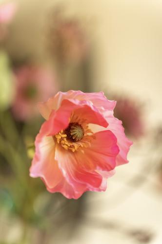 Bukett - Vallmo/Zinnia/Talinum - www.frokenfraken.se