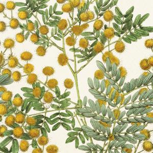 Serviett - Mimosa - 33 x 33 cm - www.frokenfraken.se