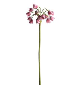 Allium - Rosa - 65 cm - www.frokenfraken.se