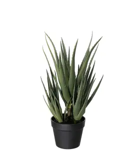 Aloe - Grønn - 58 cm - www.frokenfraken.se