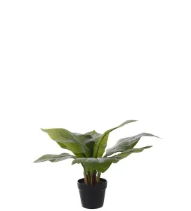 Anthurium - Grønn - 45 cm - www.frokenfraken.se