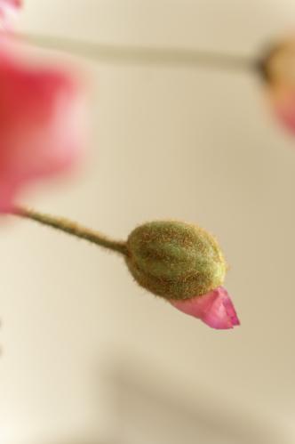 Bukett - Vallmo/Zinnia/Talinum - www.frokenfraken.se
