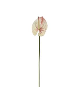 Anthurium - Rosa - 65 cm - www.frokenfraken.se