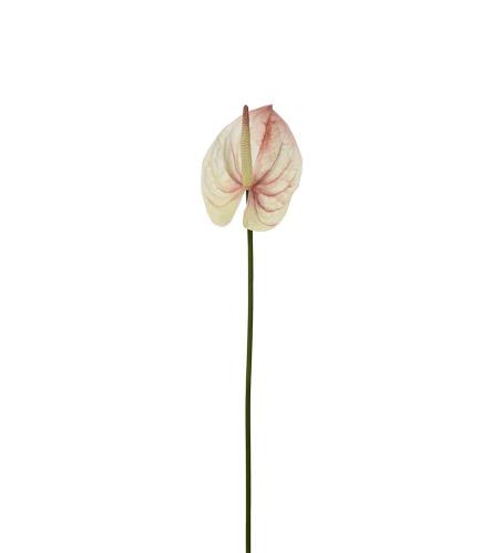 Anthurium - Rosa - 65 cm - www.frokenfraken.se