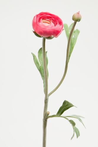 Ranunculus - Rosa - 34 cm - www.frokenfraken.se