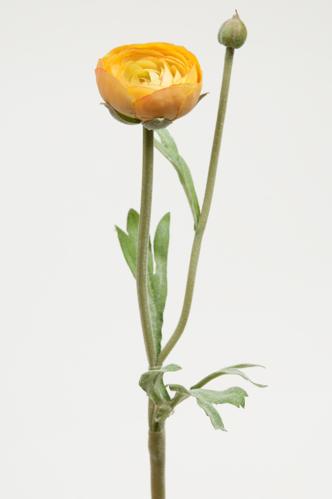 Ranunculus - Gul - 34 cm - www.frokenfraken.se