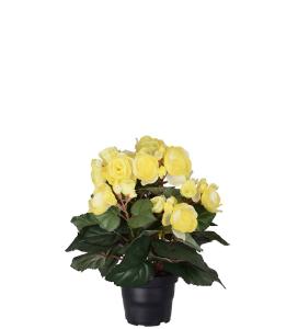 Begonia - Gul - 28 cm - www.frokenfraken.se