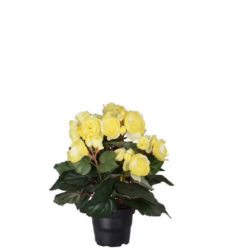 Begonia - Gul - 28 cm - www.frokenfraken.se