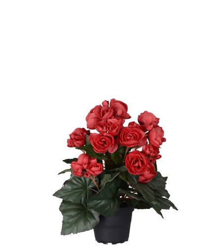 Begonia - Rød - 28 cm - www.frokenfraken.se