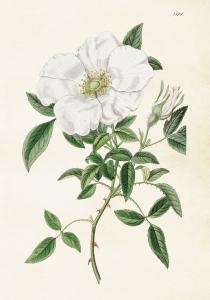Plakat - Vintage Vit ros - 35 x 50 cm - www.frokenfraken.se