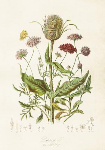 Plakat - Vintage Blomstereng - 35 x 50 cm - www.frokenfraken.se