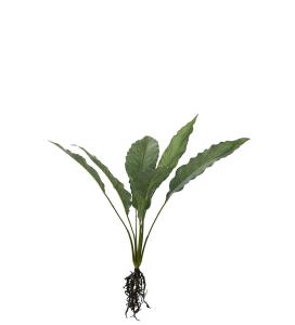 Calathea med røtter - Grønn - 55 cm - www.frokenfraken.se
