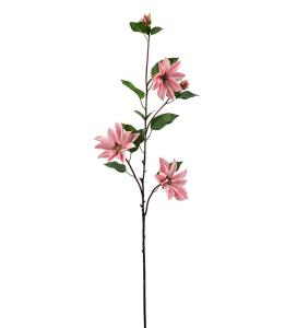 Clematis - Rosa - 90 cm - www.frokenfraken.se