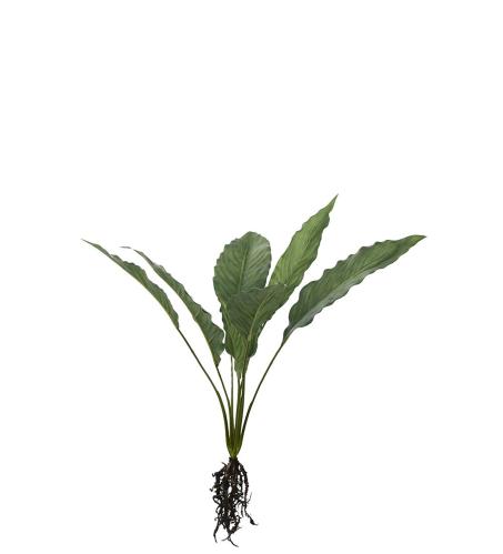 Calathea med røtter - Grønn - 55 cm - www.frokenfraken.se
