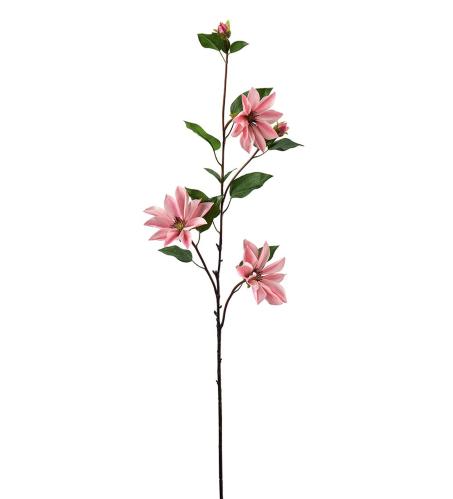 Clematis - Rosa - 90 cm - www.frokenfraken.se