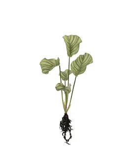 Calathea med røtter - Grønn - 50 cm - www.frokenfraken.se