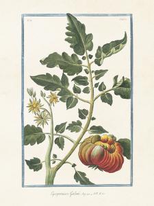 Plakat - Vintage - Tomat - 18 x 24 cm - www.frokenfraken.se