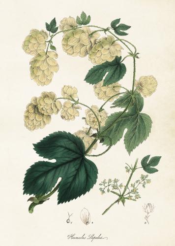 Plakat - Vintage - Humle - 50 x 70 cm - www.frokenfraken.se
