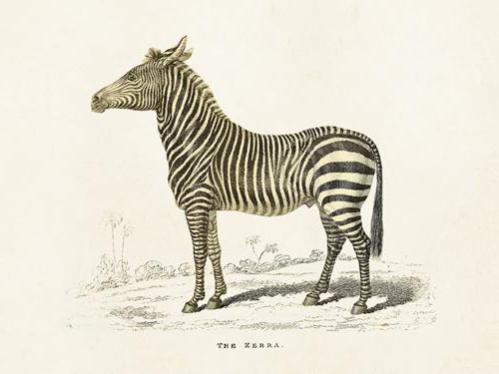 Plakat - Vintage - Zebra - 18 x 24 cm - www.frokenfraken.se