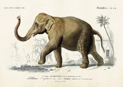 Plakat - Vintage - Elefant - 70 x 50 cm - www.frokenfraken.se