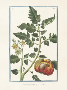 Plakat - Vintage - Tomat - 18 x 24 cm - www.frokenfraken.se